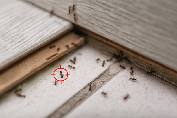 Best Insect Control  in Lutherville, MD
